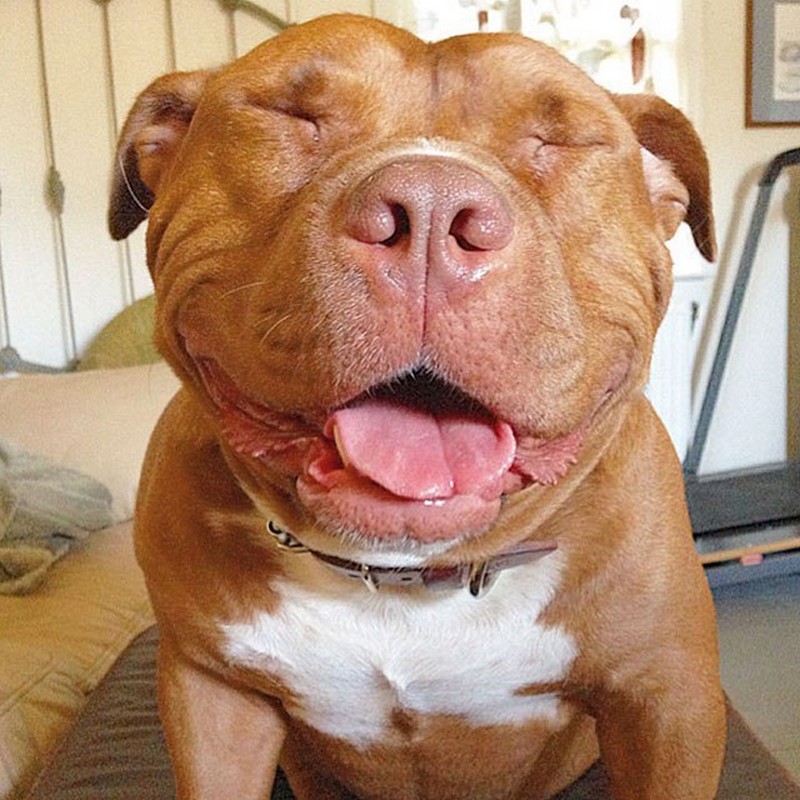 meaty-the-rescue-dog-cant-stop-smiling-10