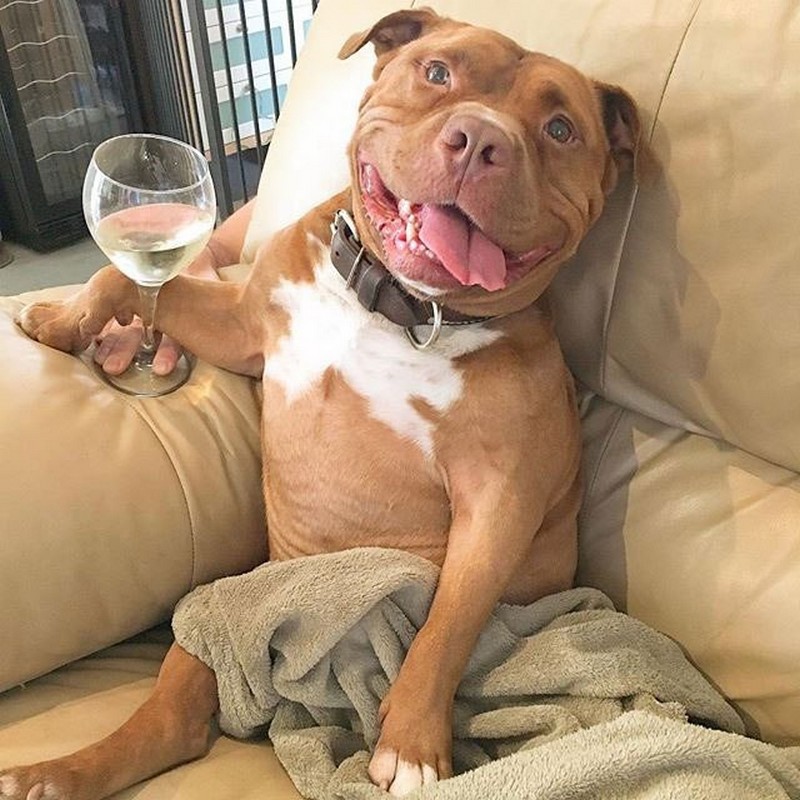 meaty-the-rescue-dog-cant-stop-smiling-11