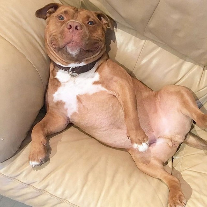 meaty-the-rescue-dog-cant-stop-smiling-7