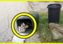 Garbageman Hears Crying In The Trashcan, Flips It Open To Find Emancipated Animal Inside